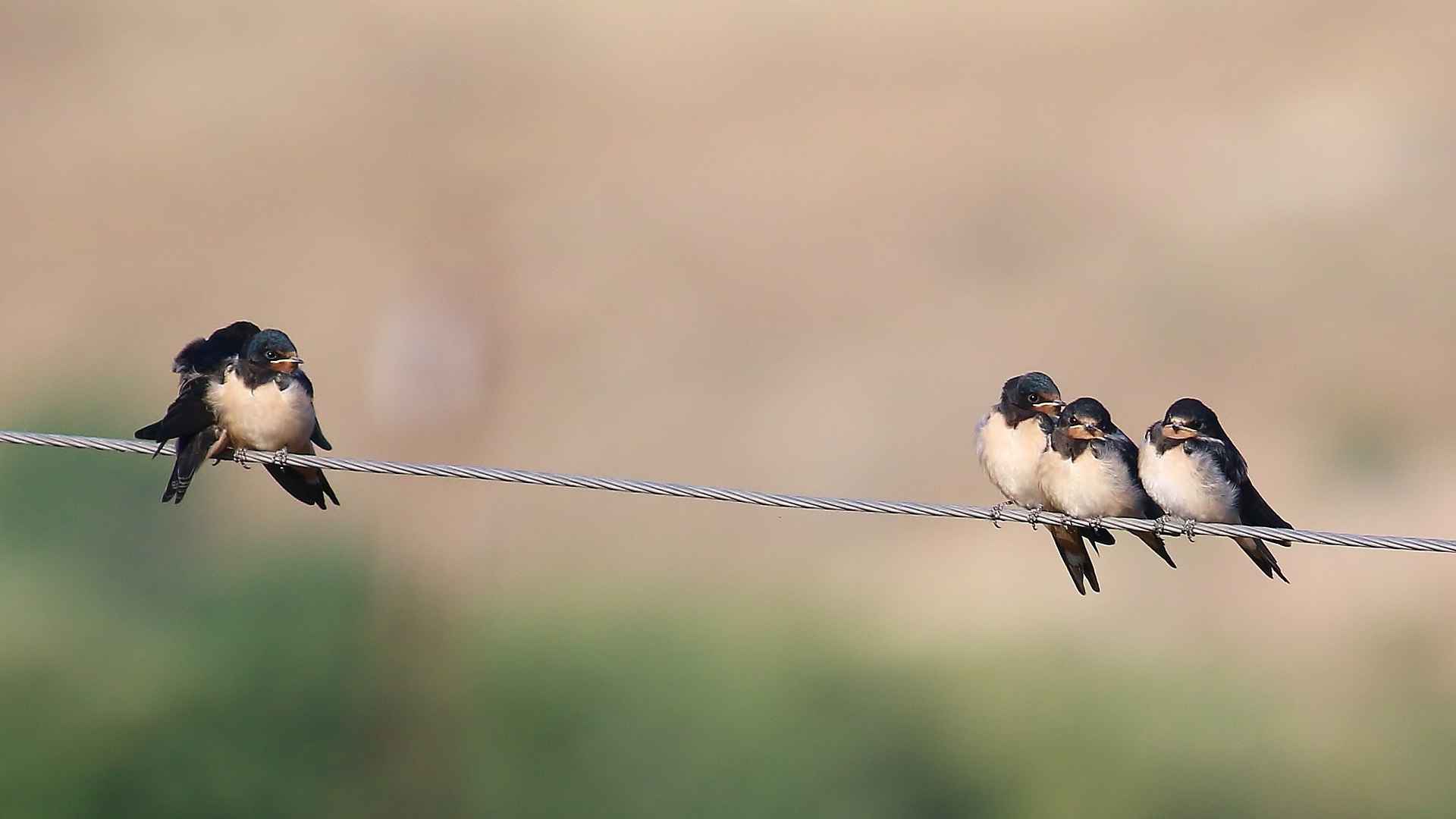 Kır kırlangıcı